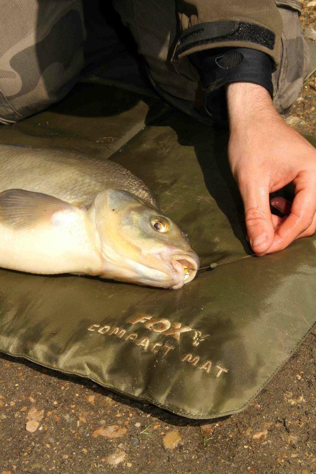 FOX - 576950370547773002810437427888n.jpg